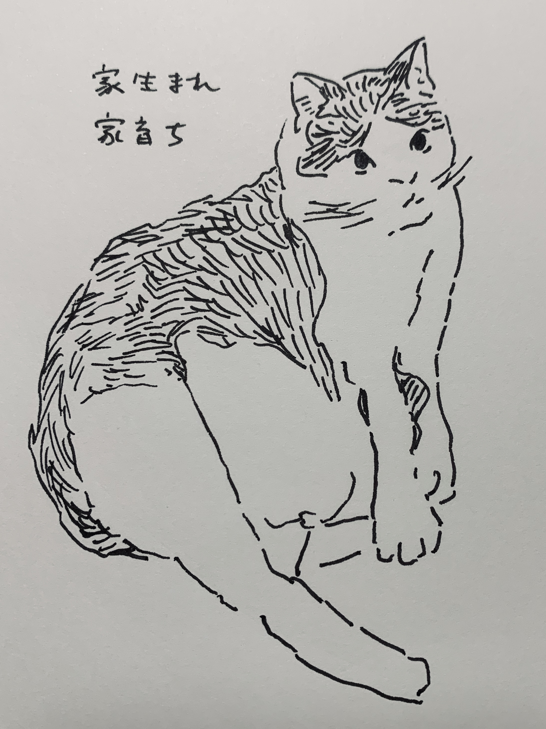 家猫