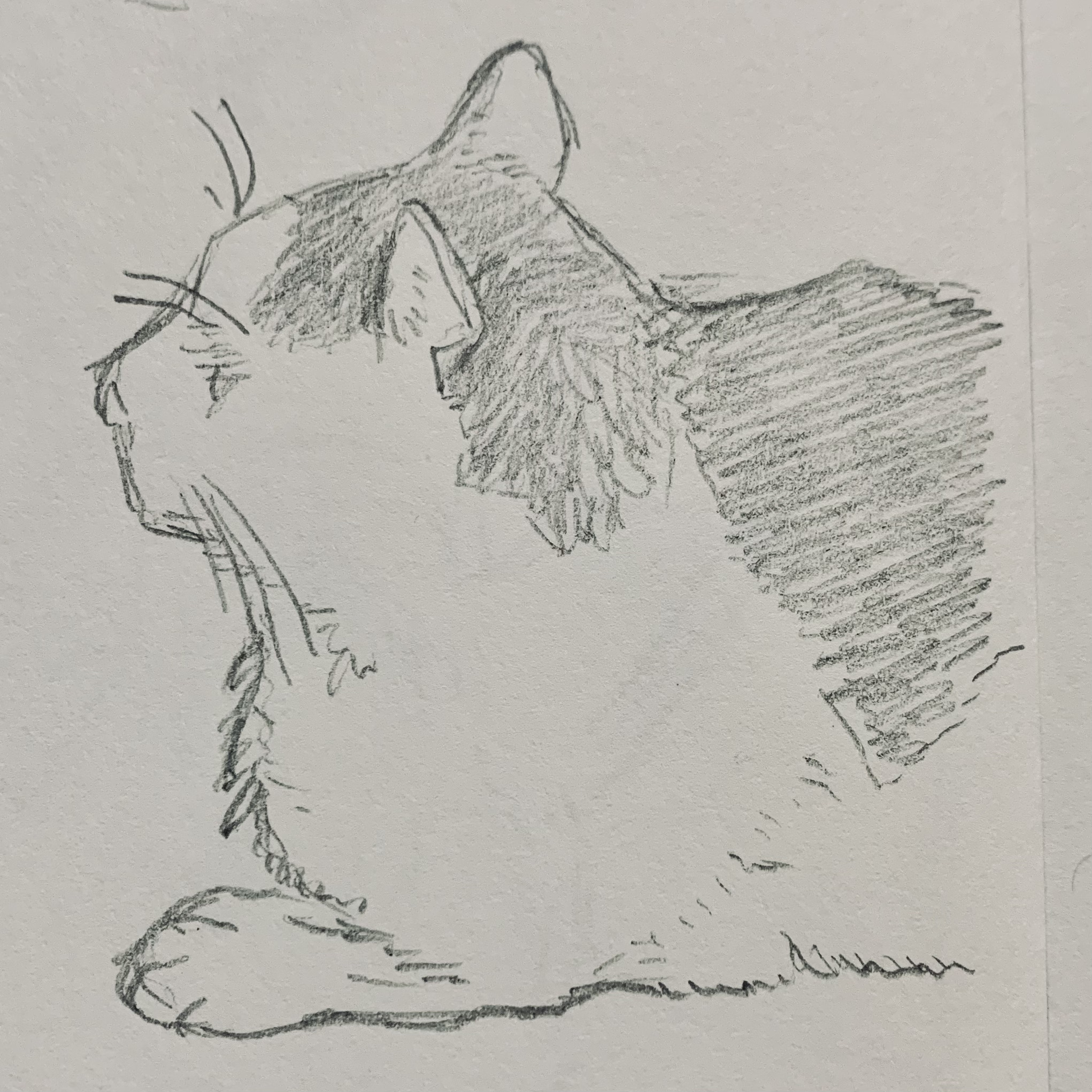 家猫の横顔